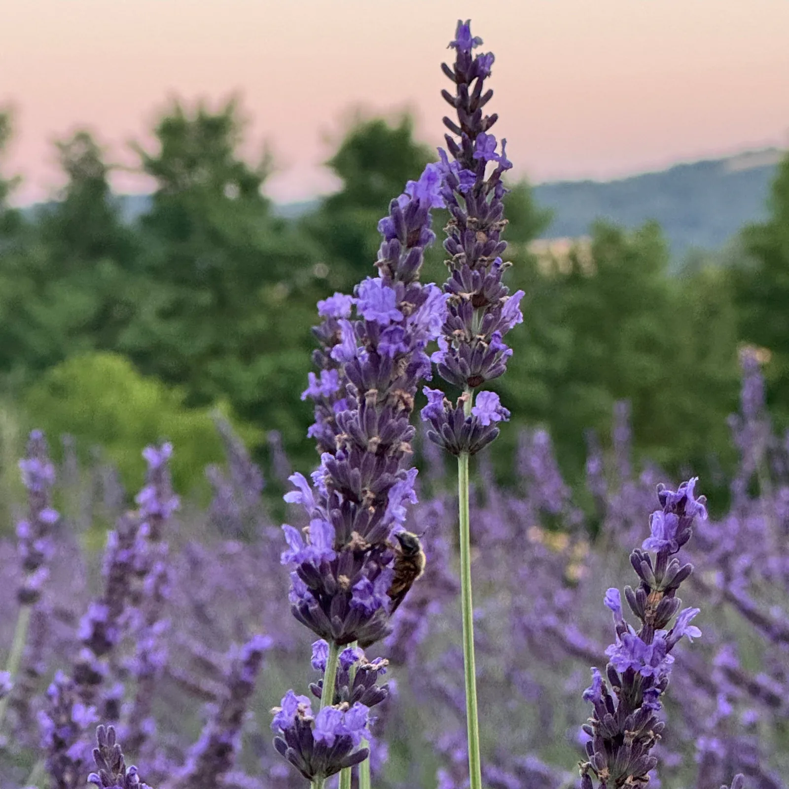 Lavender in a linen bag view 3