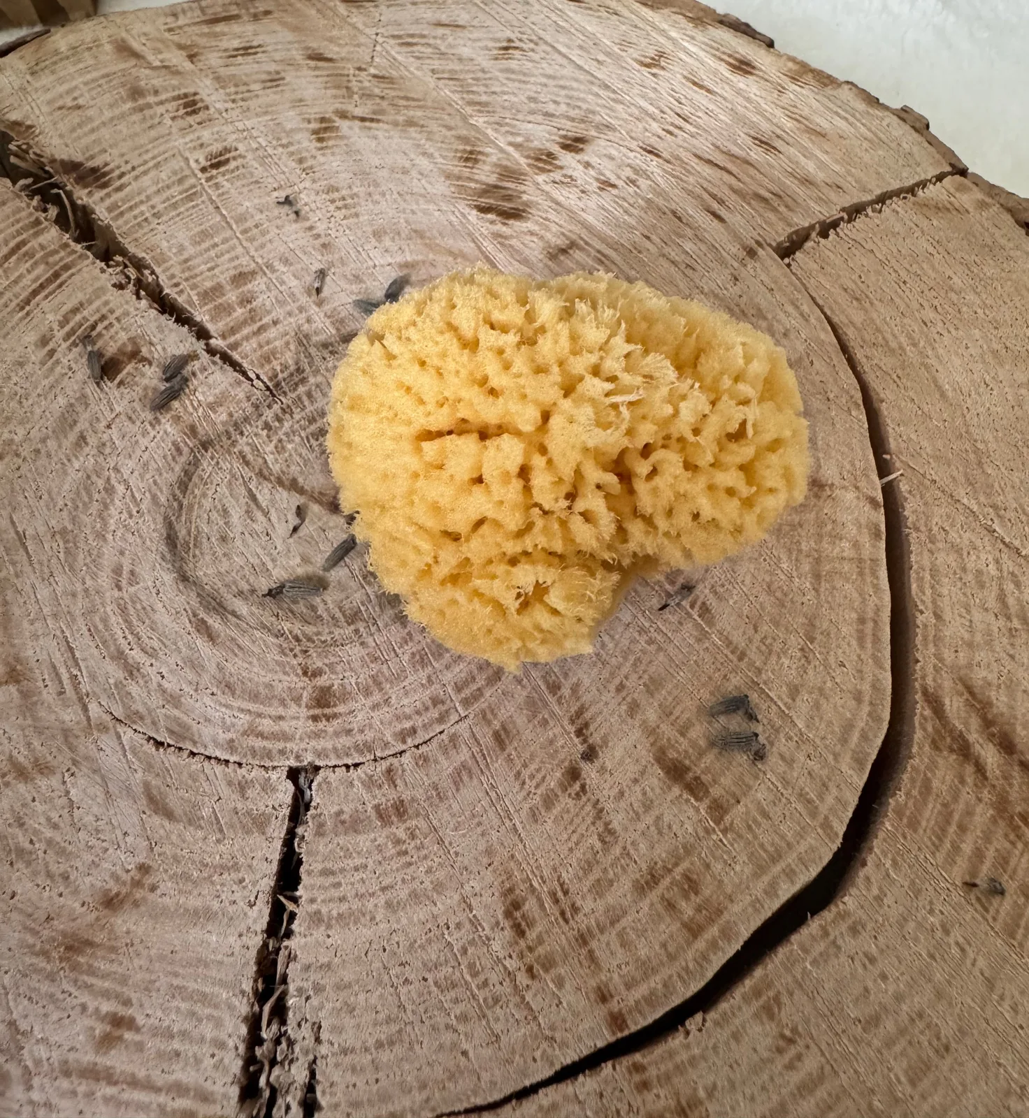 Mineral sea sponge 1
